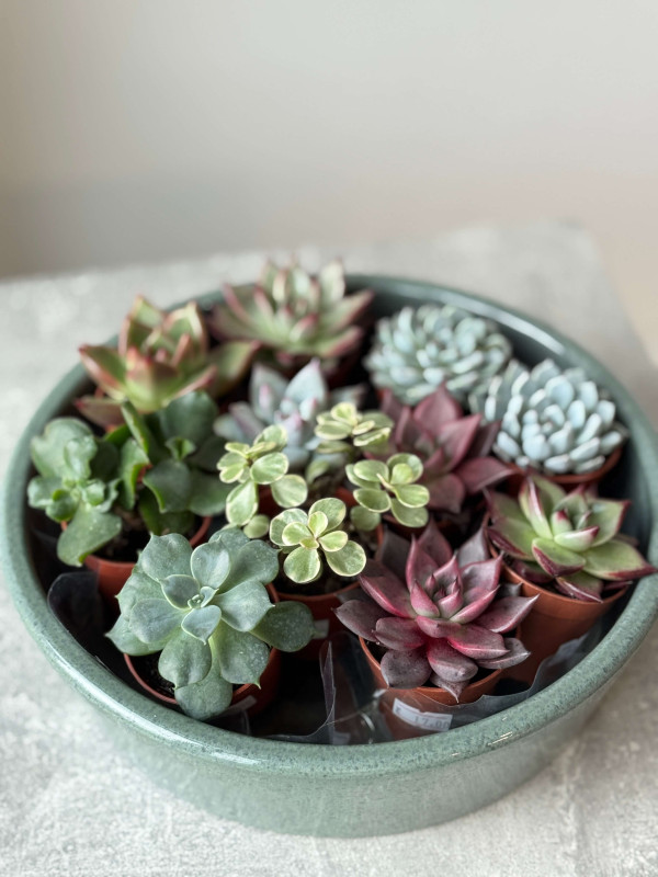 Эхеверия Микс д 5 см