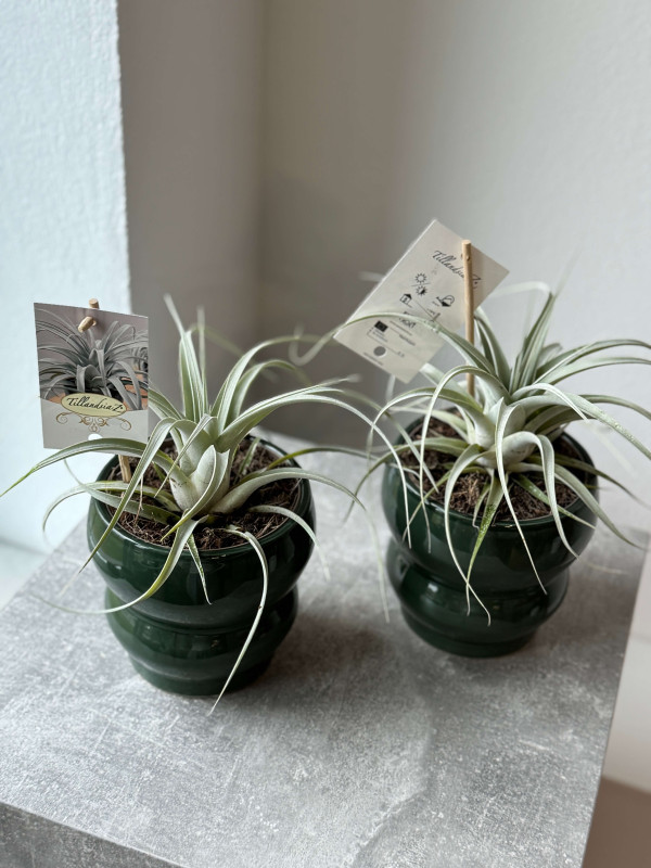 Тилландсия Ксерографика 20 см