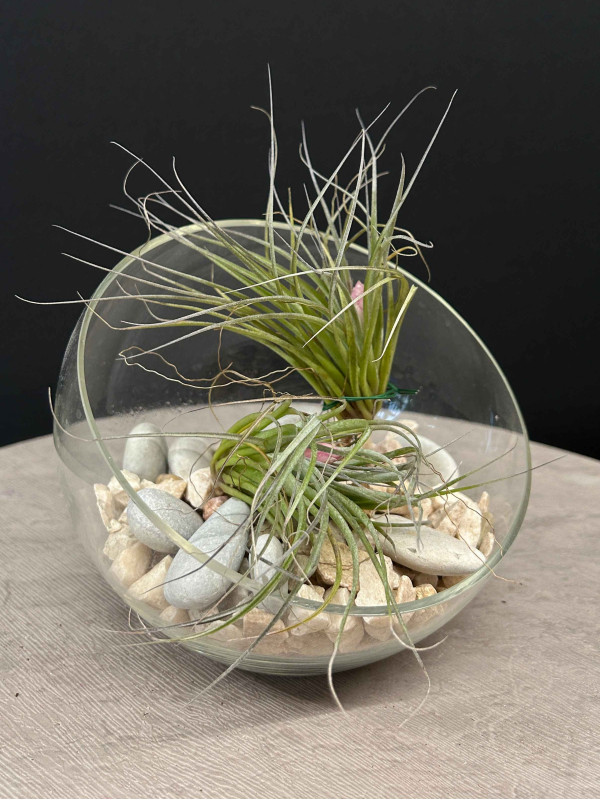 Тилландсия Коттон Кенди 10 см