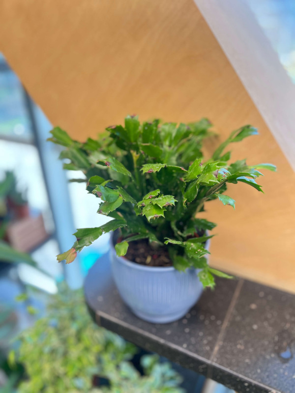 Декабрист (Шлюмбергера) Микс