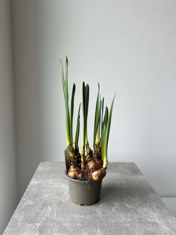 Нарцисс Микс 20 см