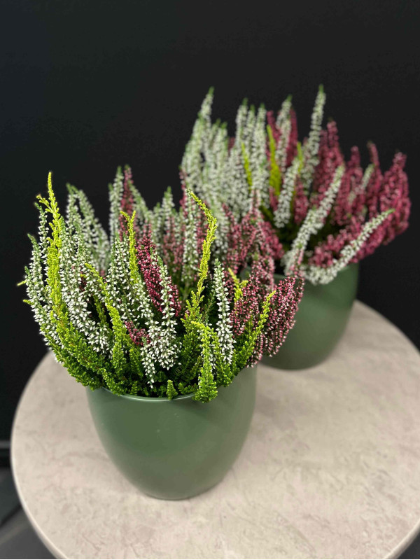 Вереск Триколор 20 см