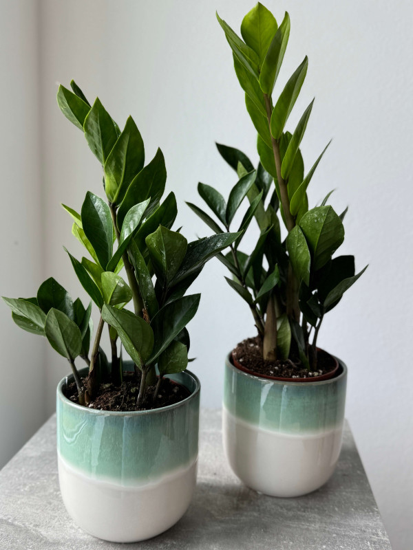 Замиокулькас Лоддигеза 40 см