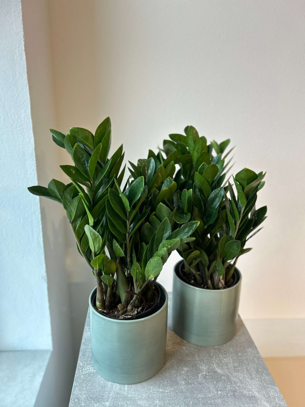 Замиокулькас Лоддигеза 50 см (d15 см)