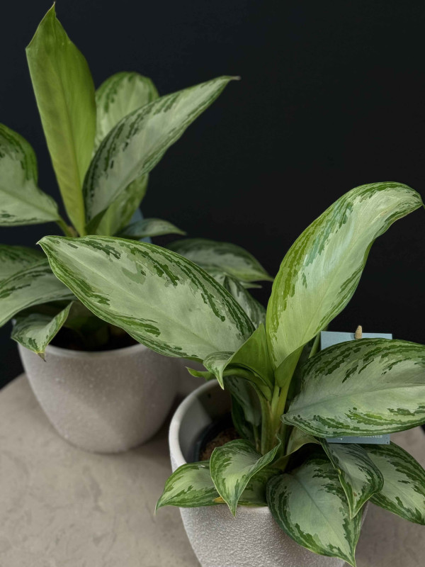 Аглаонема Сильвер Бей 40 см