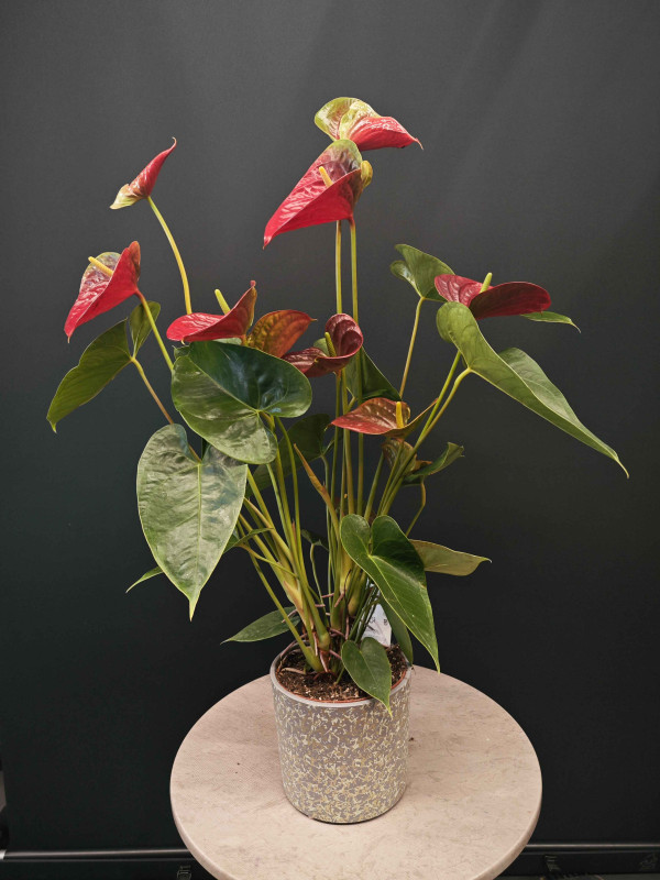 Антуриум Андре Красный 85 см