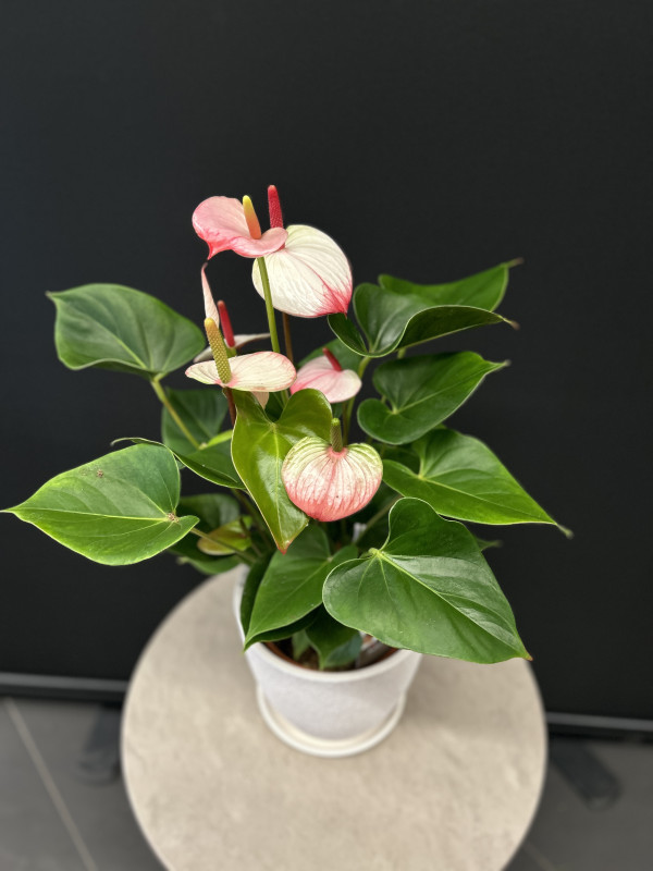 Антуриум Андре Мистик 60 см