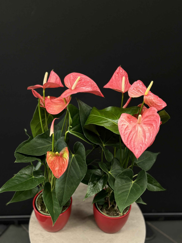 Антуриум Андре Розовый 60 см