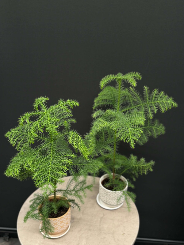 Араукария (Комнатная Ель) 60 см