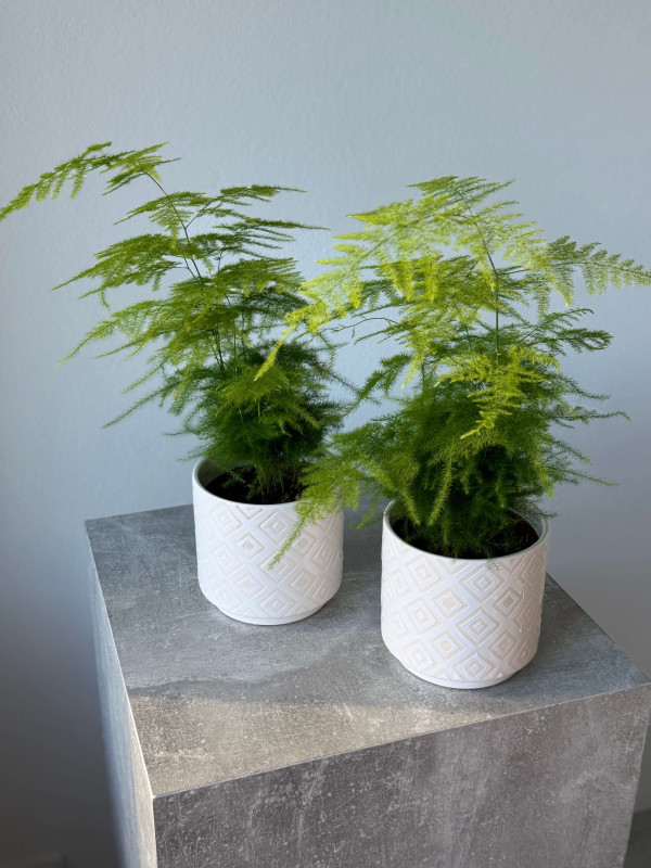 Аспарагус 30 см