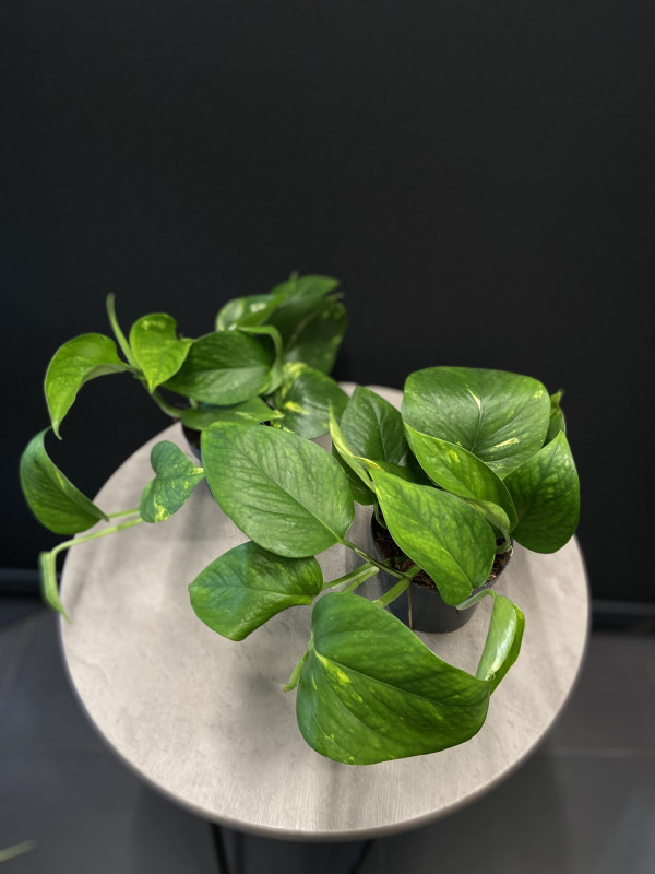 Эпипремнум Ауреум 20 см