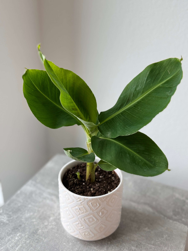 Банан Комнатный 30 см