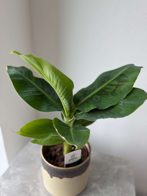 Банан Комнатный 40 см