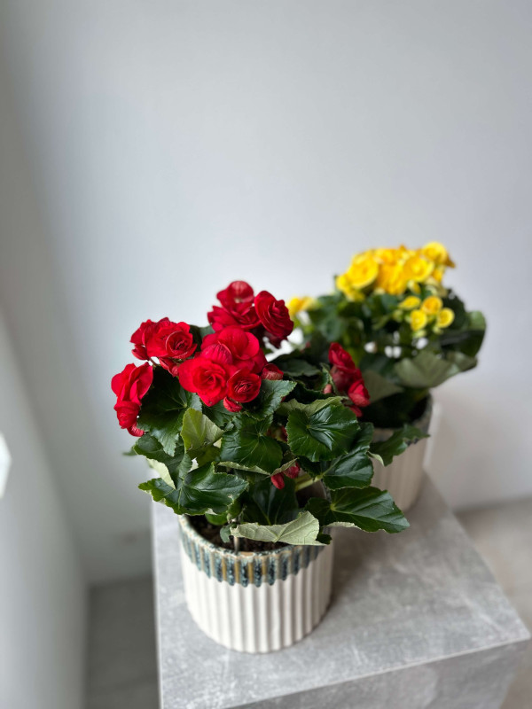 Бегония Микс 30 см