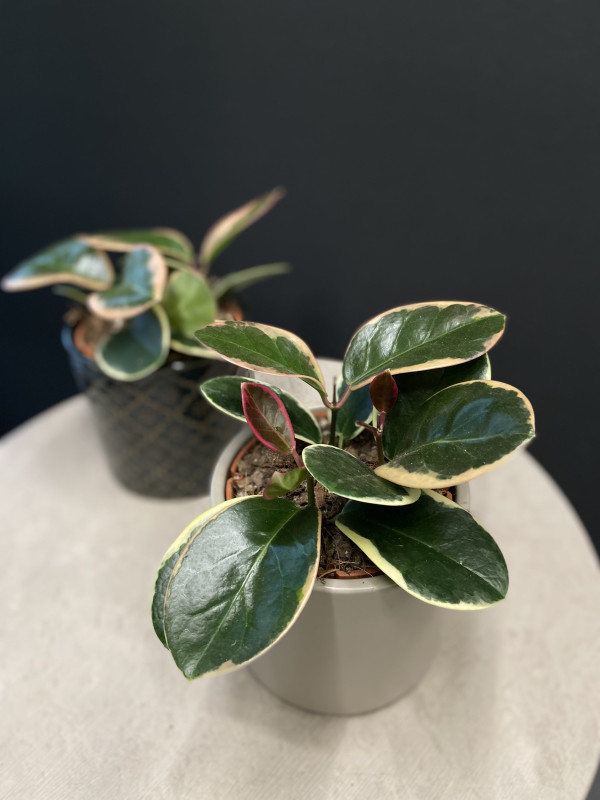 Хойя Аустралис Блонди 25 см