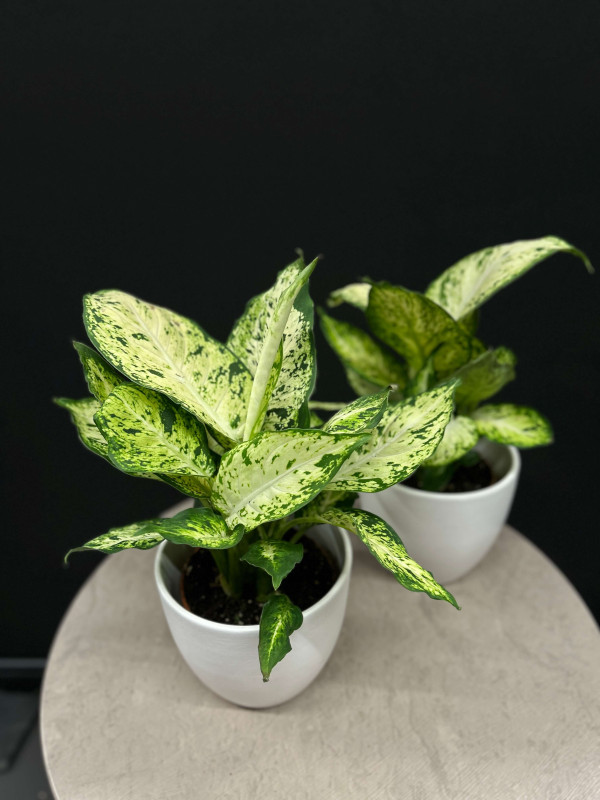 Диффенбахия Ами 40 см