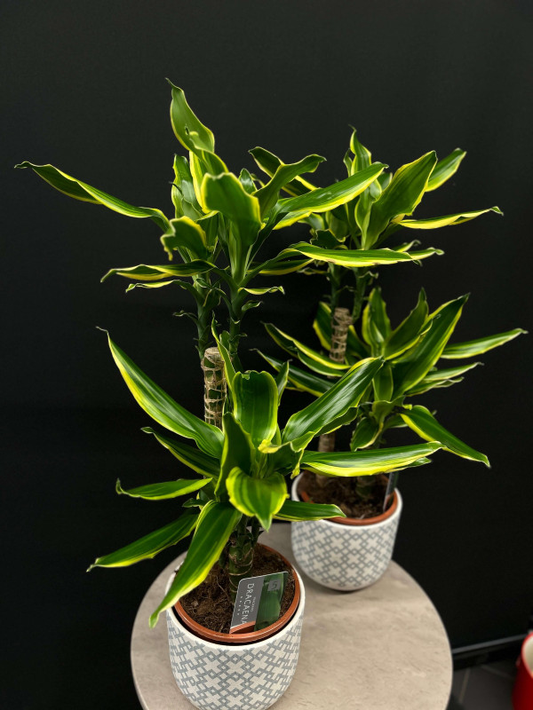 Драцена Голден Кост 2 ствола 80 см