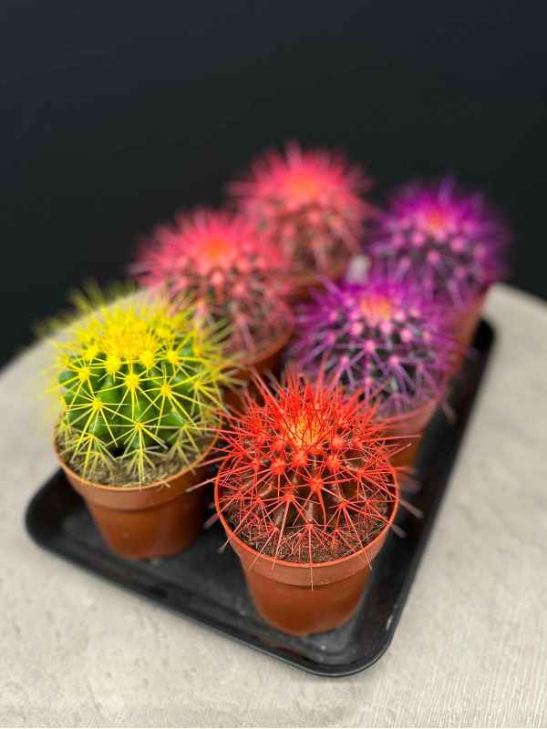 Эхинокактус Грузони Крашеный д 9 см