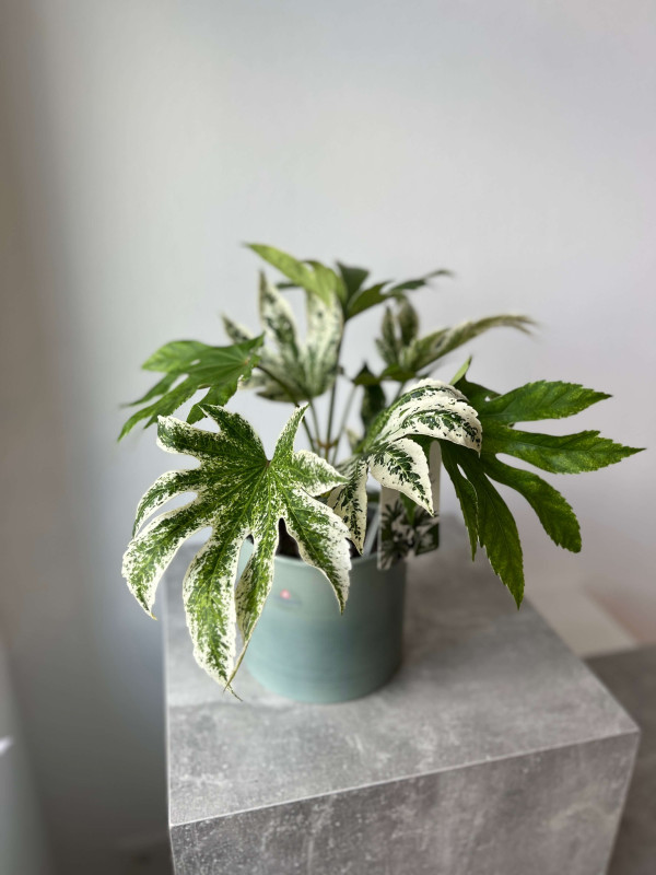 Фатсия Вариегатная 50 см