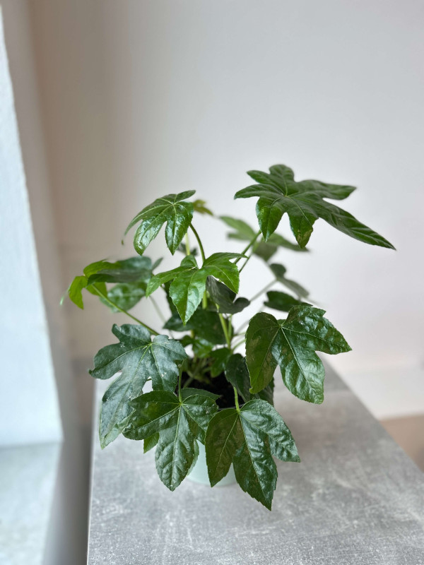 Фатсия Японская 45 см