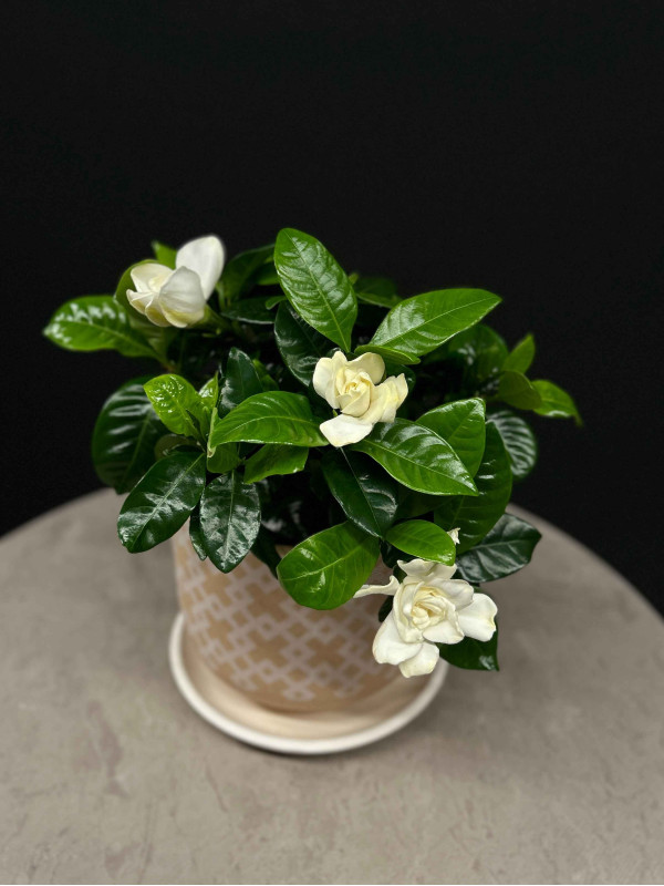 Гардения 30 см