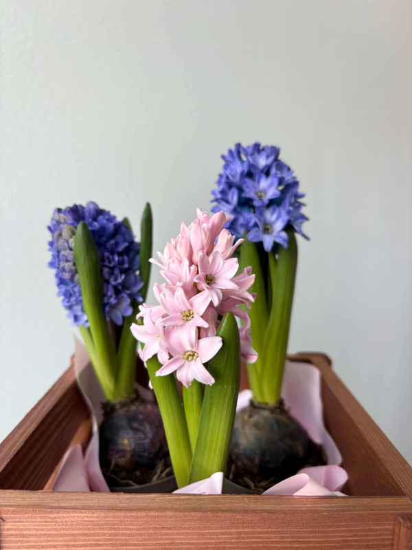 Гиацинт в горшочке 15 см
