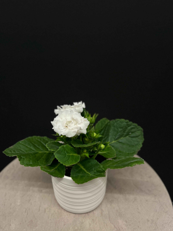 Глоксиния Микс 30 см