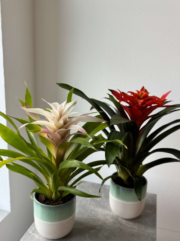 Гузмания Микс 40 см