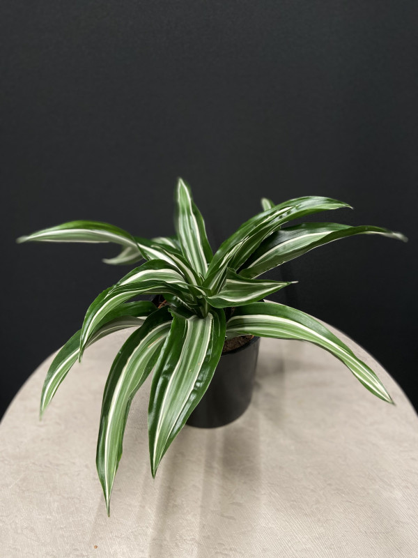 Драцена Фрагранс Нефритовый Камень 20 см