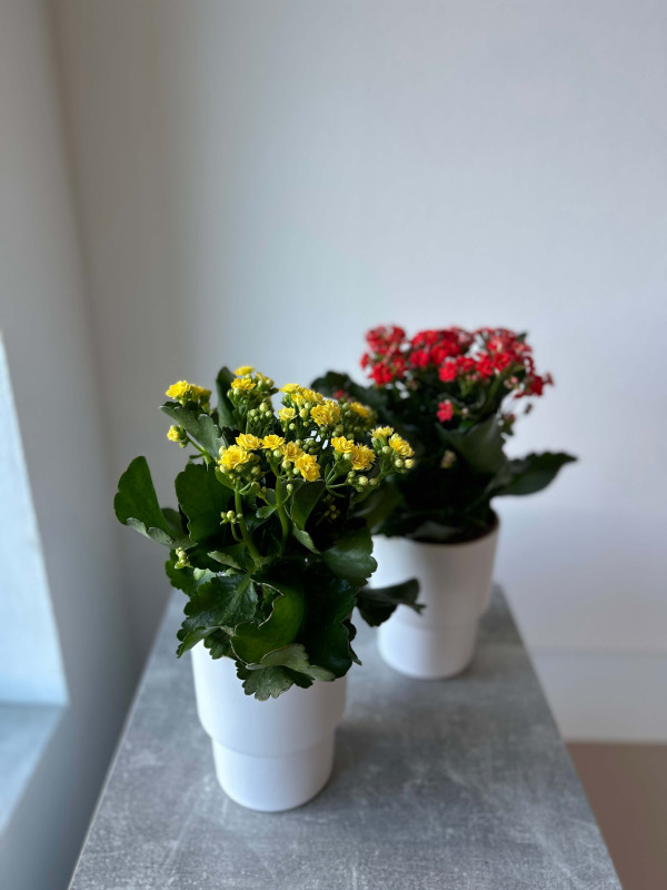 Каланхоэ Каландива 30 см