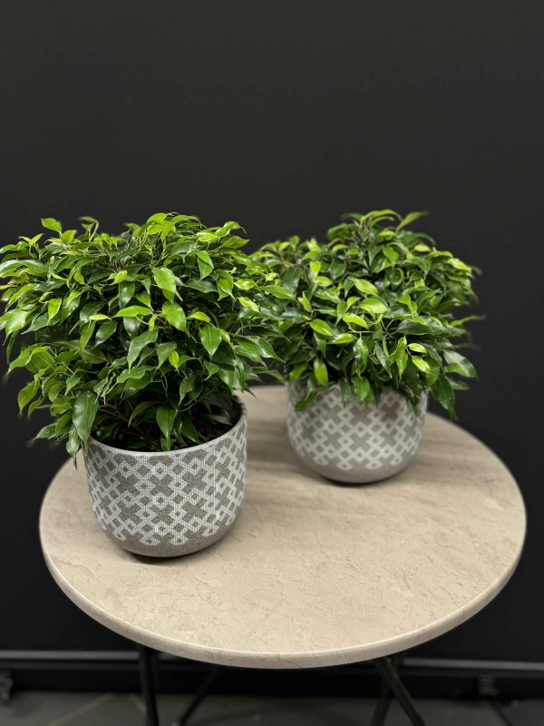 Фикус Бенджамина Кинки 30 см