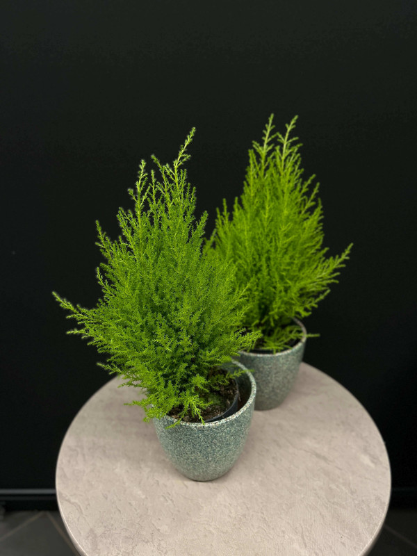 Кипарис Голд Вилма 40 см