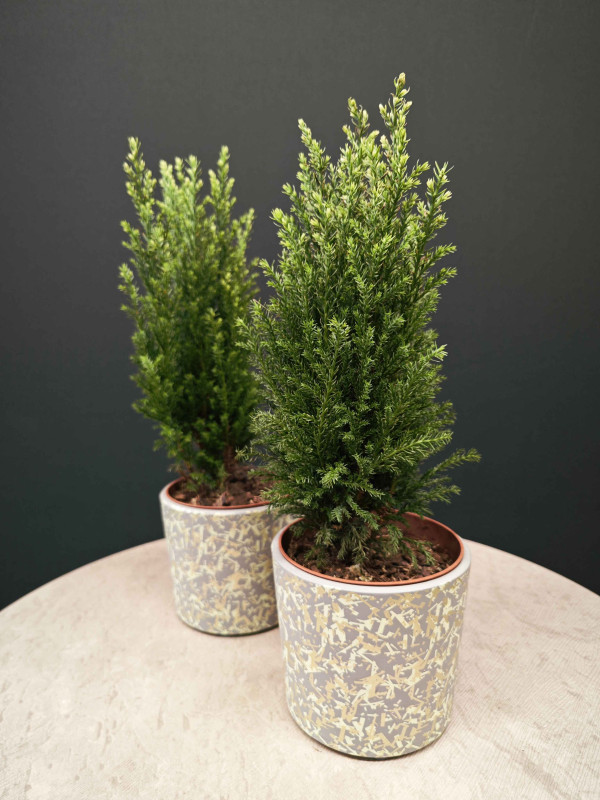 Кипарис 35 см