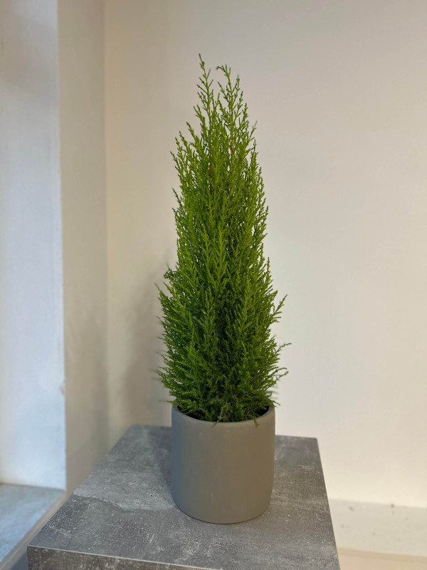 Кипарис Голд Вилма 70 см