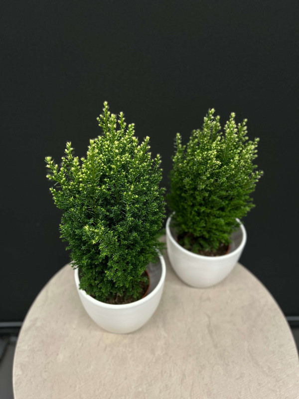 Кипарисовик 40 см