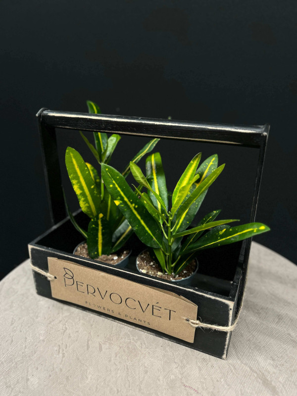 Кодиеум Кротон Санни Голд 20 см