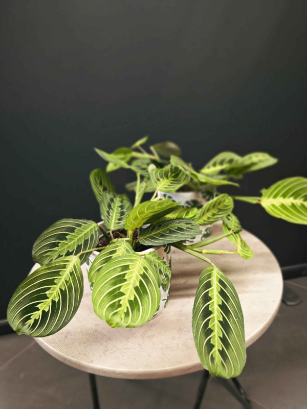 Маранта Лемон Лайм 25 см