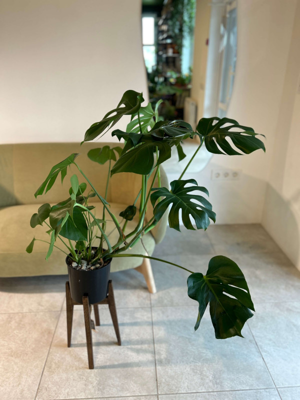 Монстера Деликатесная 80 см