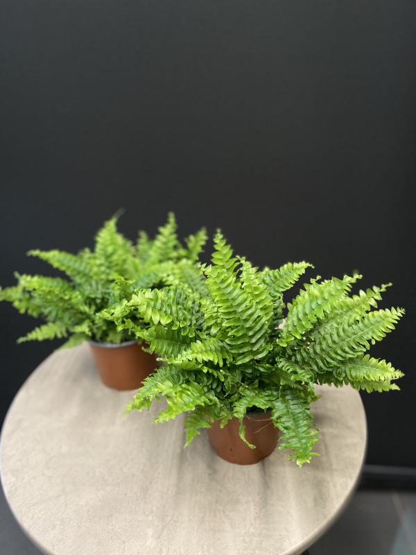 Нефролепис Грин Леди 30 см