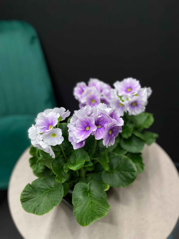 Примула Обконика 30 см