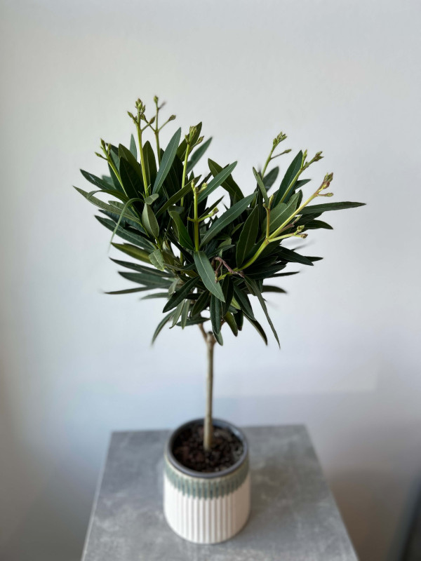 Олеандр Штамб 50 см