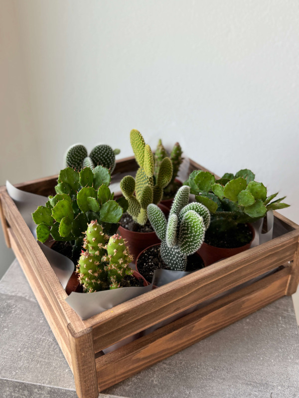 Опунция Микс 10 см