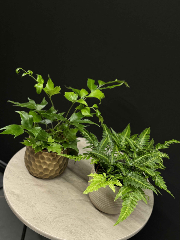 Папоротник Микс 30 см