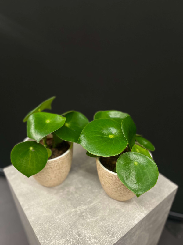 Пеперомия Рейн Дроп 25 см