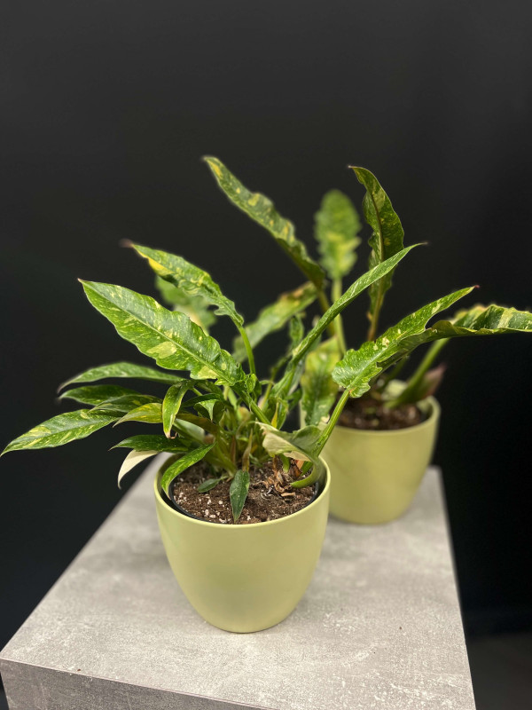 Филодендрон Ринг Оф Фаер 40 см