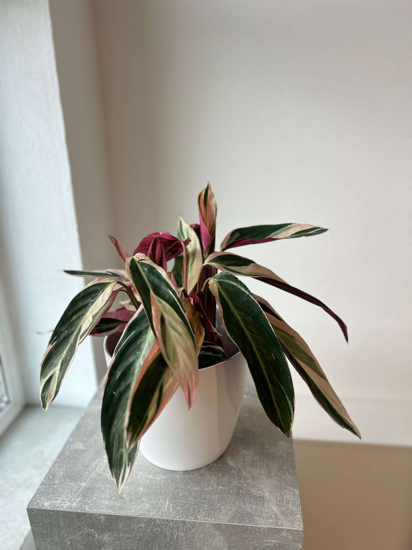 Строманта Триостар 50 см