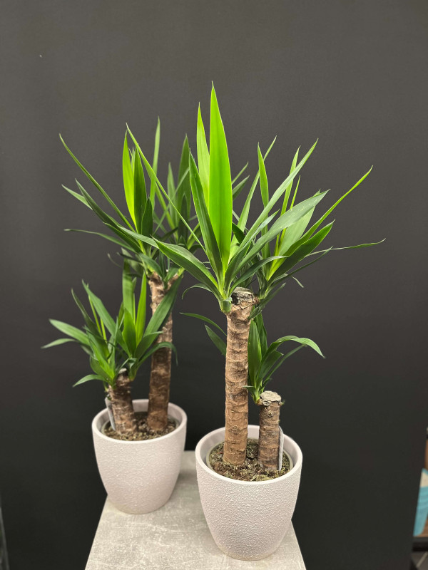 Юкка 2 ствола 80 см