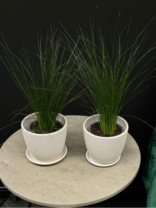 Джункус (Юнкус) Пенсил Грасс 40 см