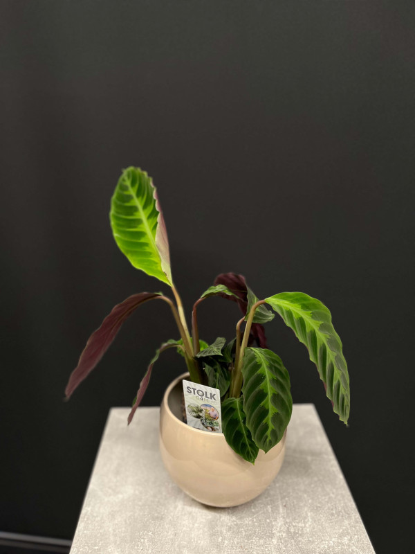 Калатея Варшевича 45 см