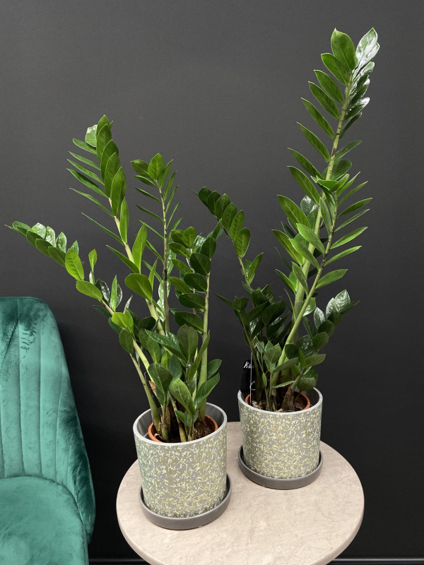 Замиокулькас Лоддигеза 80 см